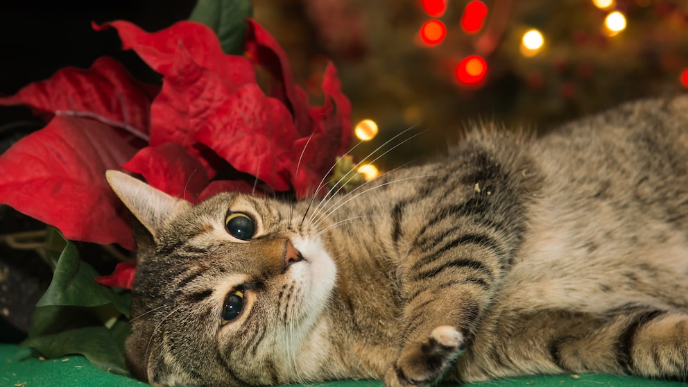 Weihnachtsstern ist Gift für Haustiere