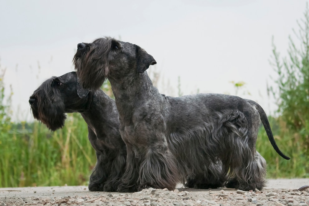 Zwei dunkelgraue Tschechische Terrier