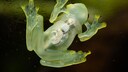 Glasfrosch