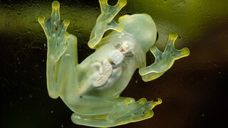 Glasfrosch