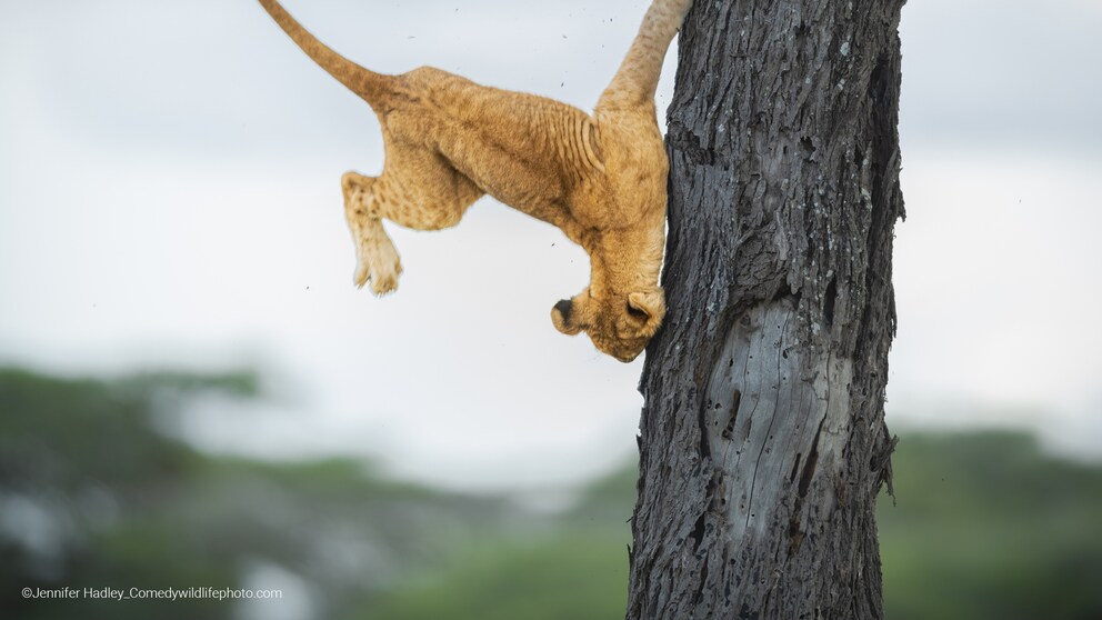 Löwe fällt aus dem Baum
