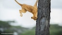 Löwe fällt aus dem Baum