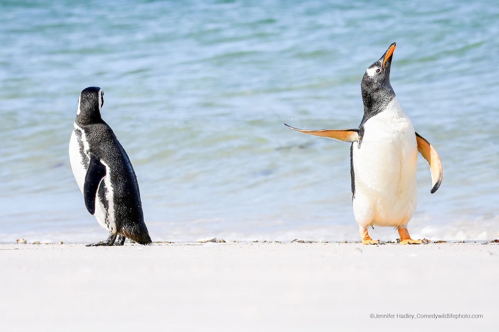 Zwei Pinguine auf den Falklandinseln, Gewinner des Publikumspresies der Comedy Wildlife Awards