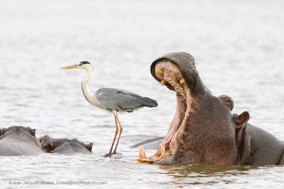 Gewinner des Comedy Wildlife Awards, ein Hippo sieht so aus, als ob er einen Reiher fressen will