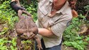 Riesenkr&ouml;te in Australien gefunden