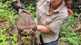 Riesenkröte in Australien gefunden