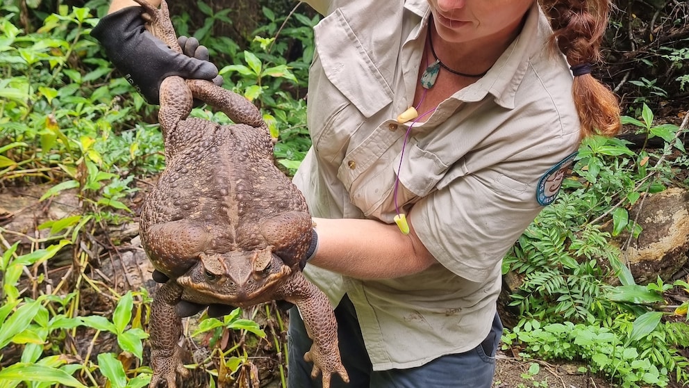 Riesenkröte in Australien gefunden