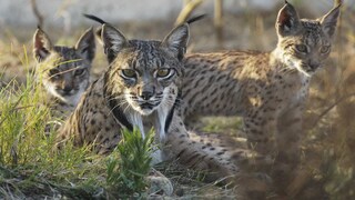 Drei Iberische Luchse in der Natur