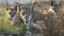 Drei Iberische Luchse in der Natur