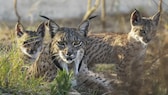 Drei Iberische Luchse in der Natur