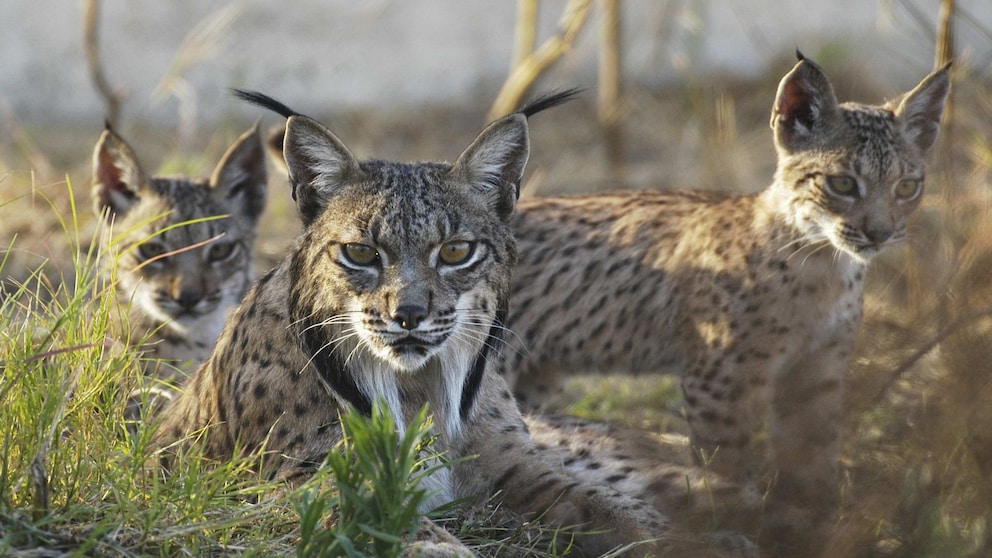 Drei Iberische Luchse in der Natur