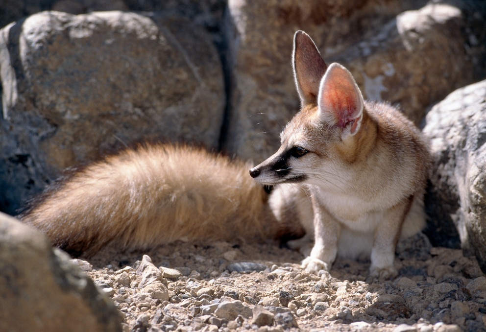 Afghanfuchs Königsfuchs Vulpes cana