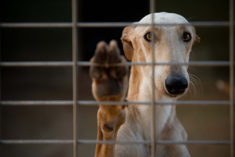 Ein Galgo sitzt hinter Gittern in einem Zwinger.