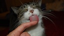 EIne Katze leckt den Finger eines Menschen ab
