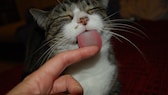 EIne Katze leckt den Finger eines Menschen ab