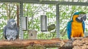EIn Graupapagei und ein Ara sitzen in einem Käfig mit Spielzeug