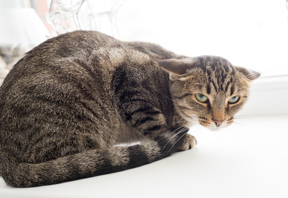 Katze mit seitlich angelegten Ohren schaut misstrauisch