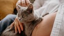 Nahaufnahme vom Bauch einer Schwangeren mit Katze auf dem Scho&szlig;