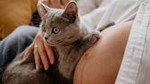 Nahaufnahme vom Bauch einer Schwangeren mit Katze auf dem Schoß