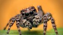 Nahaufnahme einer Springspinne von vorne