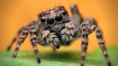 Nahaufnahme einer Springspinne von vorne