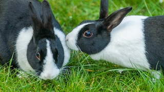 Zwei schwarz-weiße Kaninchen sitzen auf einer Wiese