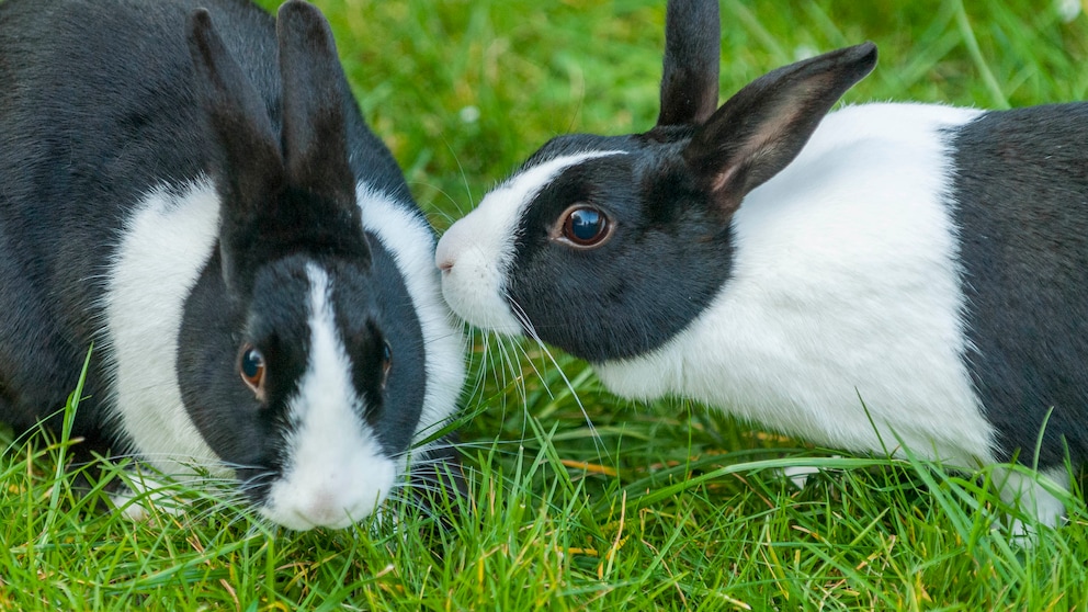 Zwei schwarz-weiße Kaninchen sitzen auf einer Wiese