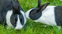 Zwei schwarz-weiße Kaninchen sitzen auf einer Wiese