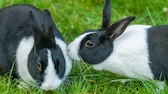 Zwei schwarz-weiße Kaninchen sitzen auf einer Wiese