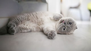 Scottish Fold Qualzucht