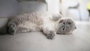 Scottish Fold Qualzucht