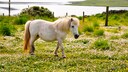 Shetland-Ponys stammen urspr&uuml;nglich aus Nordeuropa