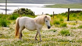 Shetland-Ponys stammen ursprünglich aus Nordeuropa