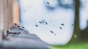 Honigbienen fliegen aus dem Flugloch ein und aus