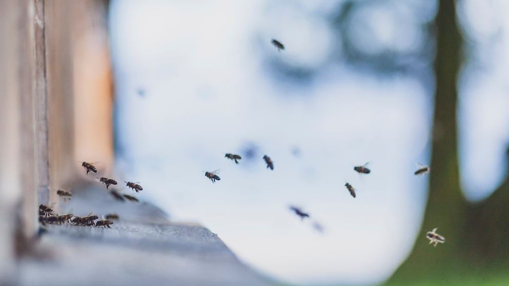 Honigbienen fliegen aus dem Flugloch ein und aus