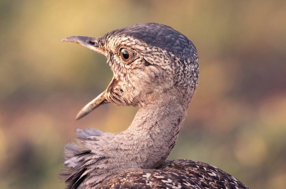 Der Triel gehört zu den seltesnten Vogelarten Deutschlands