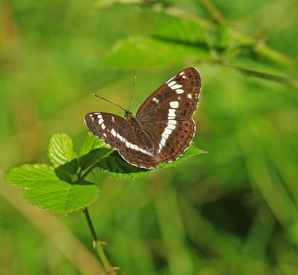 Kleiner Eisvogel (Limenitis camilla)