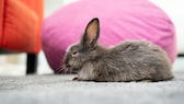 Ein stubenreines Kaninchen entspannt auf dem Teppich
