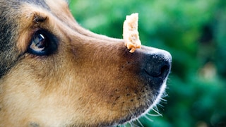 Getreide in Hundefutter