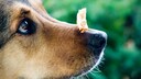 Getreide in Hundefutter