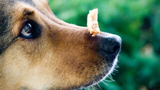 Getreide in Hundefutter