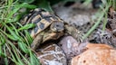 Landschildkröte