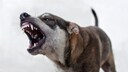 Hund bellt aggressiv
