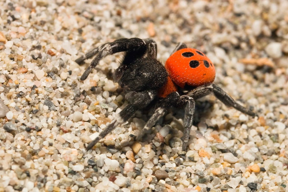 Männliche Röhrenspinne sitzt auf Sand