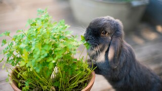 Kaninchen knabbert an Pflanzen