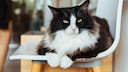 Katze mit weißen Pfoten