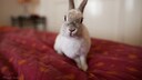 Kaninchen auf dem Bett