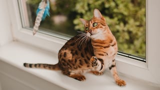 Bengalkatze spielt auf der Fensterbank