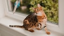 Bengalkatze spielt auf der Fensterbank