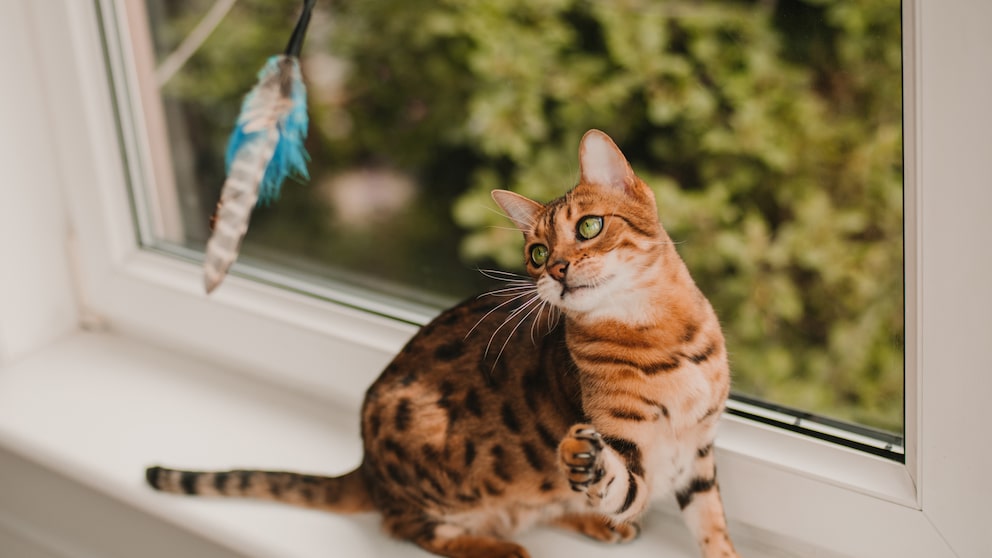 Bengalkatze spielt auf der Fensterbank